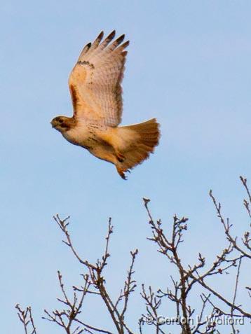 Red-tailed Hawk Taking Flight_07445.jpg - Red-tailed Hawk (Buteo jamaicensis) photographed near Smiths Falls, Ontario, Canada.